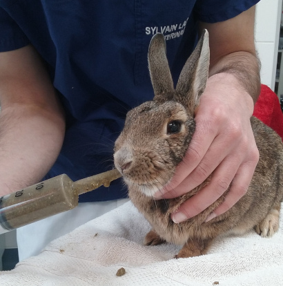 Gavage de lapin