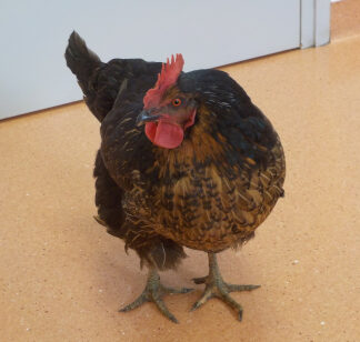 Poule