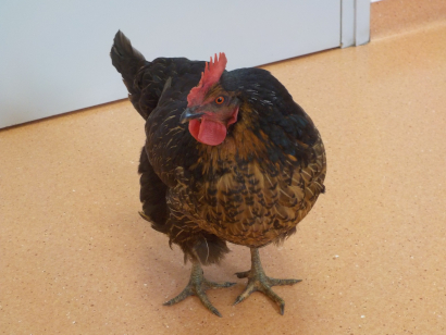 Poule