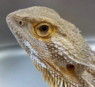 Pogona vitticeps - dragon barbu