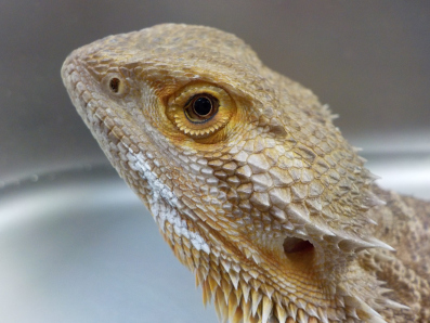 Pogona vitticeps - dragon barbu