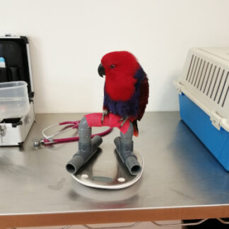 Eclectus femelle
