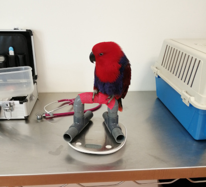 Eclectus femelle