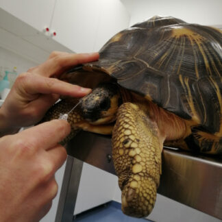 Anesthésie de tortue