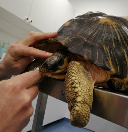 Anesthésie de tortue